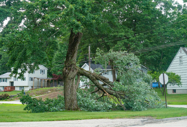 Residential Tree Removal in Iyanbito, NM